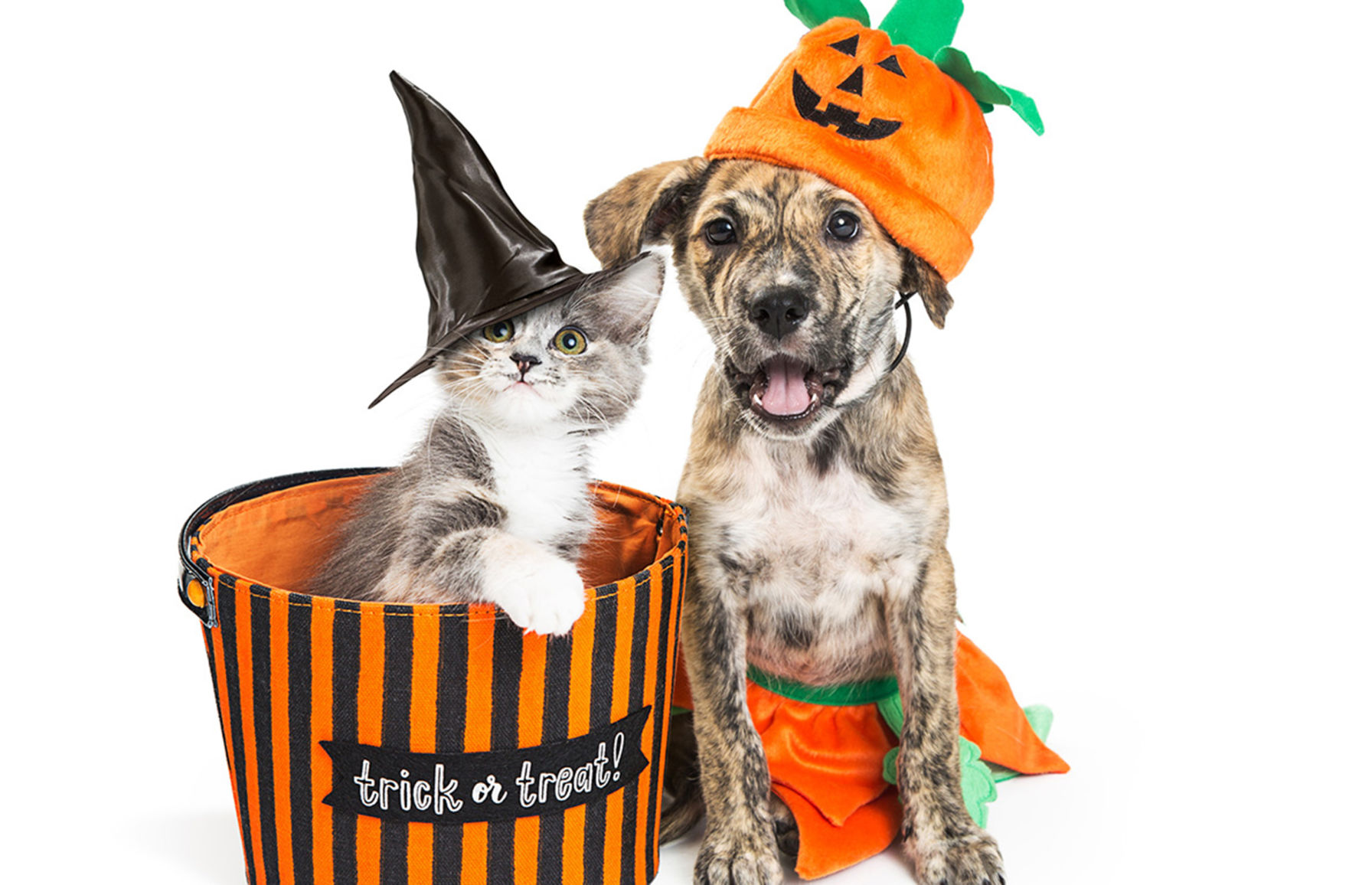 1. Pumpkin